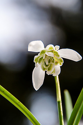 포토 JPG 해외이미지 식물 계절 꽃잎 꽃 줄기 백그라운드 잎 겨울 꽃무늬 자연 사람없음 초록색 햇빛 머리 환경 정원 봄 성장 벚꽃 흰색 신선 개화 그룹 닫기 떨어짐 숲 내추럴 고립 헌병 해외202004 해외포토 컬러 컨셉 무늬 모션 신체부위 태양 군인 생태계 파일형식 이미지허브