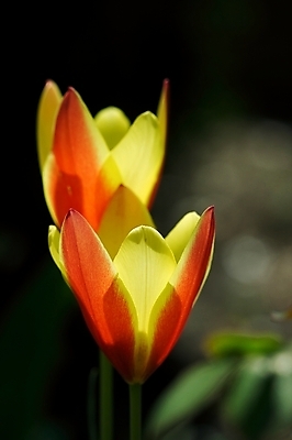 포토 JPG 해외이미지 식물 커플 계절 꽃잎 꽃 2 꽃무늬 밭 자연 불꽃 사람없음 야외 초록색 빛 햇빛 농장 노란색 환경 정원 봄 튤립 성장 벚꽃 시골 신선 개화 닫기 작음 땅 원예 각도 내추럴 강렬 그리너리 해외202004 해외포토 컬러 무늬 농업 관계 모션 불 취미 태양 크기 생태계 파일형식 트랜드컬러 이미지허브