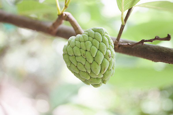 포토 JPG 해외이미지 나무 식물 아시아 음료 음식 스포츠 백그라운드 2 농업 다이어트 과일 태국 자연 디저트 건강 씨앗 동양인 사람없음 초록색 정원 주스 수확 나뭇가지 화려 사과 잼 먹기 쌍둥이 유기농 젤리 섬유 떨림 마멀레이드 식용 이국적 채식주의자 커스터드 해외202004 해외포토 웰빙 나라 산업 컬러 컨셉 가족 모션 인종 직물 소스_음식 크림 생태계 채식 파일형식 이미지허브