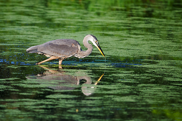 포토 JPG 해외이미지 동물 공원 야생동물 날개 자연 조류 사람없음 야외 강 컬러풀 걷기 젖음 연못 습지 모피 왜가리 깃털 부리 목 해외202004 해외포토 공공시설 컬러 모션 신체부위 생태계 파일형식 이미지허브