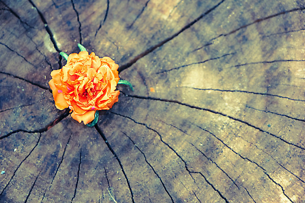 포토 JPG 해외이미지 식물 꽃잎 꽃 분홍색 백그라운드 잎 꽃무늬 오렌지 자연 사람없음 목재 장식 초록색 컬러풀 노란색 정원 성장 벚꽃 해외202004 해외포토 나무 컬러 무늬 과일 재료 생태계 파일형식 이미지허브