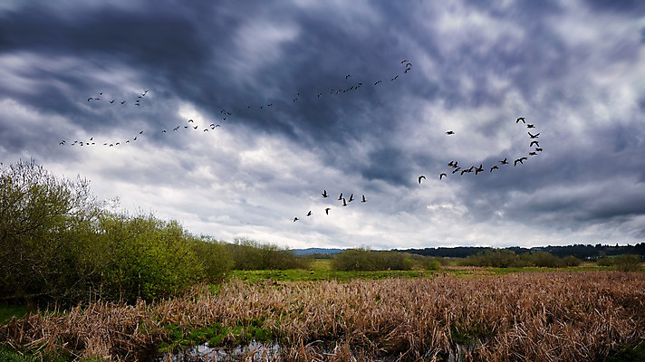 포토 JPG 해외이미지 동물 실루엣 야생동물 백그라운드 날개 자연 조류 하늘 종류 풍경 사람없음 야외 파란색 그룹 큼 사냥 거위 철새 많음 해외202004 해외포토 컬러 컨셉 촬영기법 크기 생태계 파일형식 이미지허브