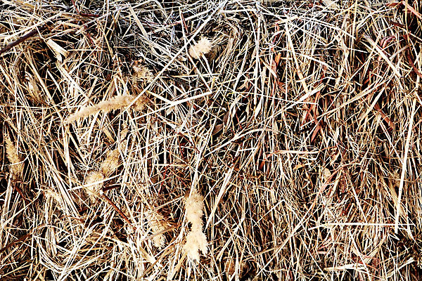 포토 JPG 해외이미지 식물 템플릿 산업 음식 백그라운드 크리스마스 패턴 밭 농업 자연 벽지 건조 따뜻함 사람없음 가로 여름 농작물 농장 갈색 노란색 쌓기 마을 수확 가을 시골 소 황금 카우보이 닫기 건초더미 볏짚 먹이 시리얼 밀 질감 장면 뭉치 밀짚 내추럴 해외202004 해외포토 계절 기념일 컬러 무늬 포유류 모션 곡류 건초 짚 생태계 파일형식 더미 이미지허브