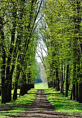 포토 JPG 해외이미지 나무 식물 계절 공원 꽃 길 잎 자연 풍경 잔디 사람없음 야외 초록색 햇빛 환경 정원 맑음 침묵 봄 숲 4월 5월 방법 해외202004 해외포토 공공시설 컬러 날씨 태양 소리 날짜 생태계 파일형식 이미지허브