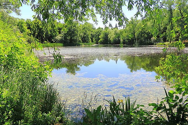 포토 JPG 해외이미지 나무 식물 호수 잎 자연 풍경 잔디 사람없음 초록색 물 여름 봄 나뭇가지 숲 허브 해외202004 해외포토 자연요소 계절 컬러 생태계 파일형식 이미지허브