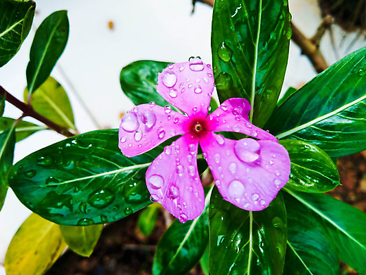 포토 JPG 해외이미지 식물 꽃잎 꽃 분홍색 백그라운드 잎 꽃무늬 자연 사람없음 물 컬러풀 정원 보라색 봄 젖음 벚꽃 신선 떨어짐 이슬 제비꽃 라일락 내추럴 해외202004 해외포토 자연요소 계절 컬러 컨셉 무늬 생태계 파일형식 이미지허브