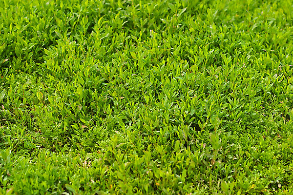 포토 JPG 해외이미지 식물 계절 줄기 백그라운드 밭 농업 자연 사람없음 초록색 여름 새싹 봄 성장 발사 시리얼 내추럴 총쏘기 해외202004 해외포토 산업 음식 컬러 모션 생태계 파일형식 이미지허브