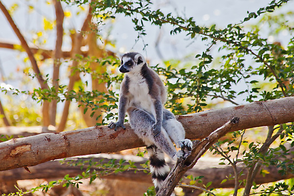 포토 JPG 해외이미지 나무 동물 1 야생동물 잎 오렌지 포유류 포옹 자연 털 동물원 사람없음 야외 검은색 줄무늬 회색 흰색 원숭이 아기 반지 모피 꼬리 멸종 유인원 마다가스카르 바이오 여우원숭이 지능 해외202004 해외포토 식물 컬러 무늬 과일 장신구 안기 사람 생태계 파일형식 이미지허브