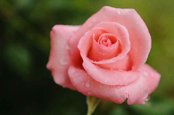 포토 JPG 해외이미지 식물 꽃잎 꽃 분홍색 자연 사람없음 초록색 물 컬러풀 장미 정원 젖음 신선 개화 닫기 떨어짐 빗방울 묘사 부드러움 내추럴 해외202004 해외포토 자연요소 컬러 컨셉 모션 감각 비_날씨 생태계 파일형식 이미지허브