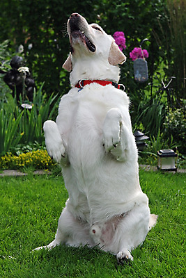 포토 JPG 해외이미지 동물 행복 얼굴 포유류 자연 놀이 털 실험 사람없음 야외 물 반려동물 노란색 흰색 황금 개 리트리버 강아지 래브라도리트리버 순수 송곳니 기르기 동반자 해외202004 해외포토 자연요소 감정 컬러 컨셉 신체부위 치아 생태계 돌봄 파일형식 이미지허브