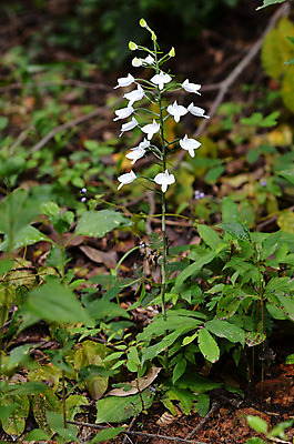 포토 JPG 해외이미지 식물 계절 꽃 잎 꽃무늬 태국 자연 사람없음 야외 초록색 봄 벚꽃 신선 난초 숲 전국 해외202004 해외포토 아시아 컬러 무늬 생태계 파일형식 이미지허브