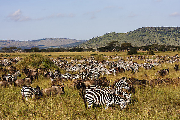 포토 JPG 해외이미지 식물 야생동물 아프리카 풍경 사람없음 초록색 파란색 달리기 갈색 검은색 줄무늬 흰색 그룹 군중 언덕 꼬리 영양 얼룩말 갈기 동물상 탄자니아 많음 해외202004 해외포토 동물 나라 컬러 컨셉 무늬 모션 사람 조형물 말_동물 파일형식 이미지허브