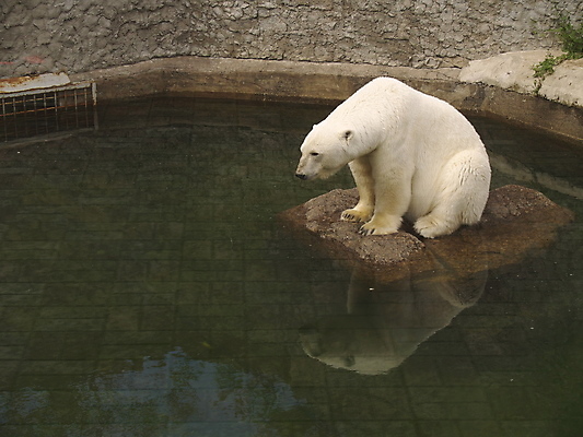포토 JPG 해외이미지 동물 포유류 동물원 사람없음 추위 흰색 잠 북극 해외202004 해외포토 컬러 극지방 파일형식 이미지허브