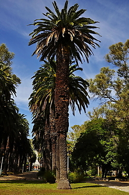 포토 JPG 해외이미지 나무 구름 공원 꽃 유럽 호수 잎 자연 하늘 손바닥 풍경 사람없음 물 반사 정원 포르투갈 허브 분수 그림 해외202004 해외포토 자연요소 식물 손 공공시설 나라 생태계 파일형식 이미지허브