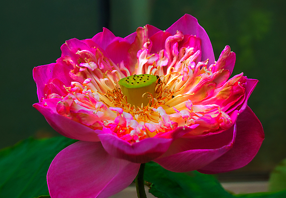 포토 JPG 해외이미지 식물 꽃잎 꽃 호수 잎 꽃무늬 불교 자연 사람없음 장식 초록색 물 머리 정원 활발 벚꽃 연못 개화 심볼 싱글 신성 해외202004 해외포토 자연요소 종교 컬러 컨셉 무늬 신체부위 생태계 파일형식 이미지허브