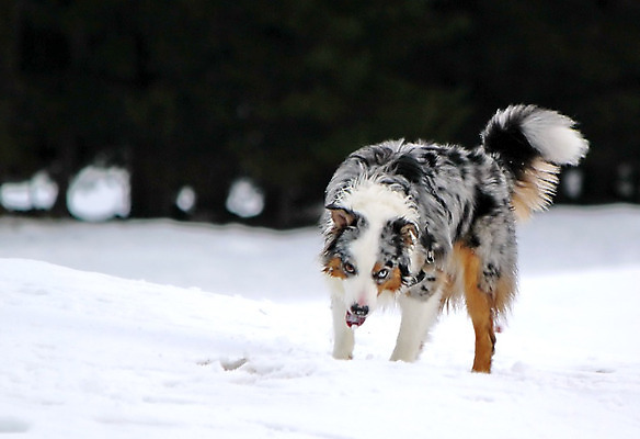 포토 JPG 해외이미지 동물 척추동물 응시 여자 남자 행복 얼굴 백그라운드 2 겨울 포유류 자연 털 앉기 사람없음 야외 파란색 반려동물 컬러풀 갈색 머리 검은색 회색 흰색 오픈 입 그룹 양치기 개 강아지 혀 송곳니 기르기 유래 해외202004 해외포토 직업 시선 계절 감정 컬러 모션 사람 신체부위 치아 생태계 돌봄 파일형식 이미지허브