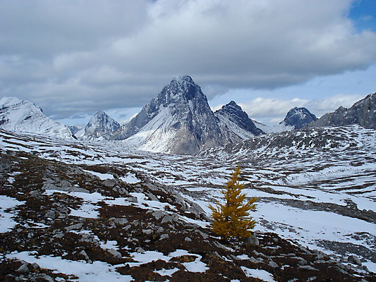 포토 JPG 해외이미지 나무 캐나다 산 사람없음 노란색 가을 황금 고독 작음 싱글 암초 앨버타 폭설 로키산맥 해외202004 해외포토 식물 계절 감정 컬러 북아메리카 눈_날씨 크기 자연재해 파일형식 이미지허브