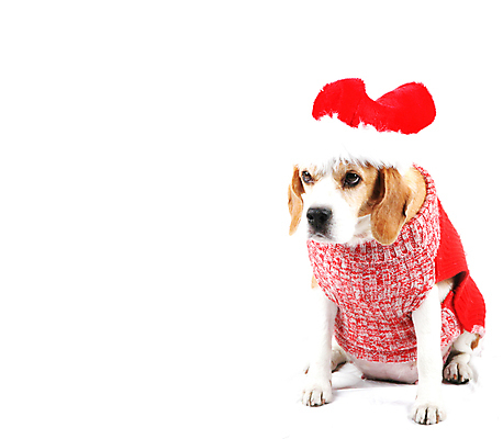 포토 JPG 해외이미지 동물 남자 크리스마스 장난 휴가 앉기 사람없음 빨간색 친구 반려동물 산타클로스 갈색 검은색 흰색 아기 인사 개 달콤 강아지 작음 시원함 만족 고립 미니 캡모자 해외202004 해외포토 모자_잡화 기념일 감정 컬러 포유류 관계 모션 사람 예절 맛 크기 파일형식 이미지허브