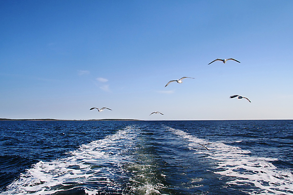 포토 JPG 해외이미지 동물 야생동물 바다 날개 자연 갈매기 조류 하늘 안내 사람없음 야외 파란색 자유 흰색 비행 깃털 리더 부리 러시아 북쪽 무료 해외202004 해외포토 유럽 컬러 컨셉 방향 생태계 파일형식 이미지허브