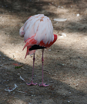 포토 JPG 해외이미지 동물 분홍색 백그라운드 자연 조류 서기 사람없음 플라밍고 깃털 오브젝트 해외202004 해외포토 컬러 모션 생태계 파일형식 이미지허브