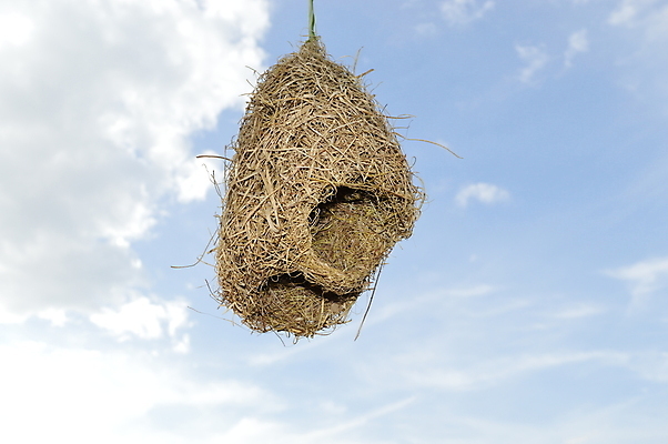 포토 JPG 해외이미지 구름 조류 하늘 매달리기 사람없음 오픈 둥지 볏짚 해외202004 해외포토 자연요소 동물 모션 짚 파일형식 이미지허브