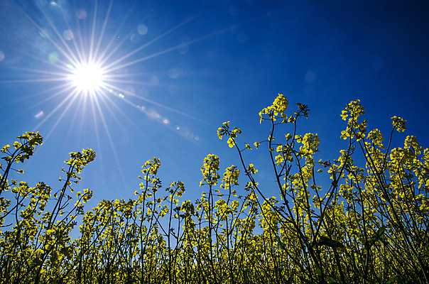 포토 JPG 해외이미지 식물 꽃 산업 백그라운드 밭 농업 채소 자연 하늘 스웨덴 씨앗 풍경 사람없음 야외 초록색 파란색 빛 농작물 컬러풀 햇빛 태양 농장 노란색 환경 맑음 봄 에너지 벚꽃 시골 닫기 땅 유채 각도 내추럴 바이오 밭일 수평선 해외202004 해외포토 자연요소 계절 컬러 모션 날씨 북유럽 생태계 파일형식 이미지허브