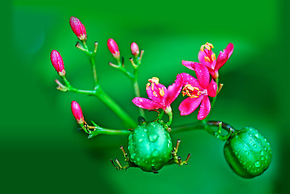 포토 JPG 해외이미지 식물 꽃 과일 자연 사람없음 빨간색 초록색 환경 정원 관목 해외202004 해외포토 나무 컬러 생태계 파일형식 이미지허브