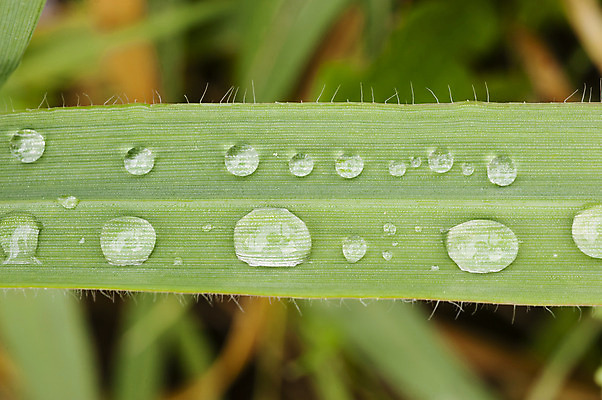 포토 JPG 해외이미지 백그라운드 잎 아침 사람없음 초록색 물 봄 물방울 칼날 닫기 떨어짐 이슬 묘사 속도 해외202004 해외포토 주간 자연요소 식물 계절 컬러 컨셉 모션 파일형식 이미지허브