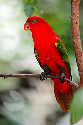 포토 JPG 해외이미지 동물 응시 공원 야생동물 자연 조류 서기 사람없음 야외 반려동물 컬러풀 나뭇가지 깃털 앵무새 해외202004 해외포토 나무 시선 공공시설 컬러 모션 생태계 파일형식 이미지허브