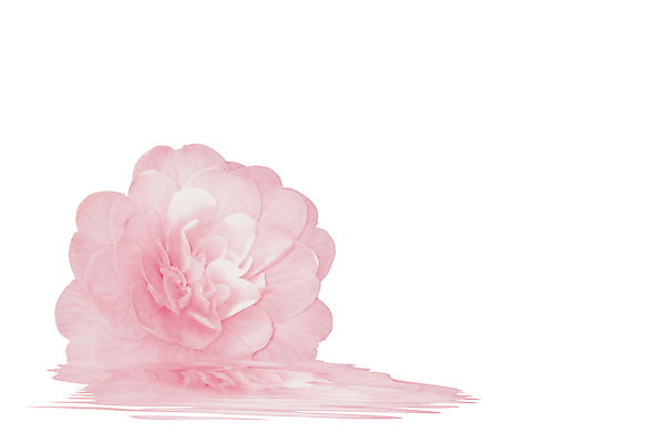 포토 JPG 해외이미지 꽃 분홍색 꽃무늬 자연 사람없음 반사 봄 흰색 신선 고립 카피스페이스 해외202004 해외포토 식물 계절 컬러 무늬 공백 생태계 파일형식 이미지허브