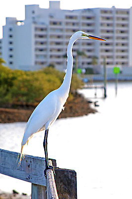 포토 JPG 해외이미지 동물 1 야생동물 모래 바다 백그라운드 날개 자연 조류 하늘 서기 풍경 사람없음 야외 파란색 평화 환경 미국 침묵 흰색 황무지 큼 왜가리 사파리 깃털 싱글 부리 목 서식지 계산서 내추럴 동물상 허드슨강 혼자 플로리다 해외202004 해외포토 컬러 컨셉 북아메리카 모션 신체부위 강 조형물 소리 크기 생태계 파일형식 이미지허브