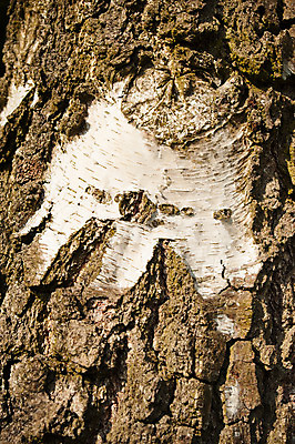 포토 JPG 해외이미지 나무 식물 백그라운드 패턴 자연 벽지 추상 사람없음 목재 회색 흰색 거친 숲 묘사 유기농 질감 나무껍질 자작나무 내추럴 수목 옛날 해외202004 해외포토 웰빙 컬러 무늬 재료 껍질 생태계 파일형식 이미지허브