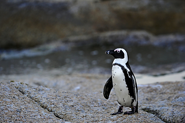 포토 JPG 해외이미지 동물 공원 야생동물 모래 바다 날개 가족 모션 아프리카 자연 조류 종류 사람없음 야외 물 검은색 산책 황무지 망토 펭귄 타운 멸종 남쪽 남아프리카 서쪽 전국 해외202004 해외포토 자연요소 공공시설 나라 컬러 관계 휴식 도시 방향 생태계 파일형식 이미지허브