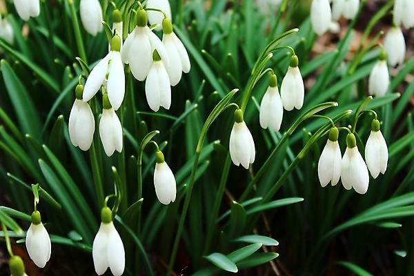 포토 JPG 해외이미지 사람없음 아웃포커스 스노드롭 해외202004 해외포토 촬영기법 파일형식 이미지허브