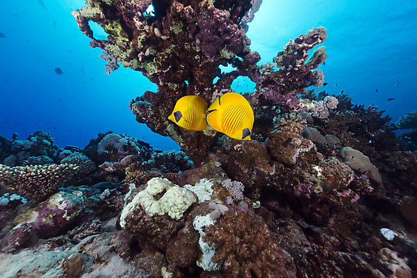 포토 JPG 해외이미지 식물 동물 모래 바다 백그라운드 자연 표면 어류 풍경 사람없음 물 파란색 컬러풀 햇빛 태양 바닷속 수중 광선 산호 아래 다이빙 장면 암초 깊이 소금물 이국적 침몰 파라다이스 해외202004 해외포토 자연요소 컬러 수영 수중동물 자포동물 방향 생태계 위치 수중스포츠 파일형식 이미지허브