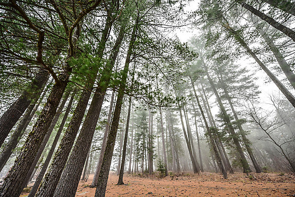 포토 JPG 해외이미지 나무 모래 자연 아침 사람없음 야외 어둠 회색 젖음 촉촉함 추위 안개 가을 나뭇가지 신선 소나무 황무지 숲 큼 시원함 11월 속도 오르기 나무껍질 내추럴 광 뿌연 삼림지대 가문비나무 소멸 해외202004 해외포토 주간 식물 계절 컬러 모션 날씨 껍질 날짜 크기 생태계 파일형식 이미지허브