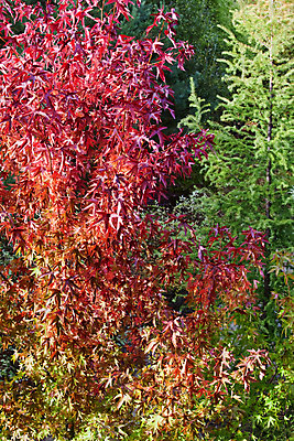 포토 JPG 해외이미지 나무 식물 계절 잎 오렌지 자연 사람없음 빨간색 초록색 정원 성장 가을 나뭇가지 유기농 내추럴 해외202004 해외포토 웰빙 컬러 과일 생태계 파일형식 이미지허브