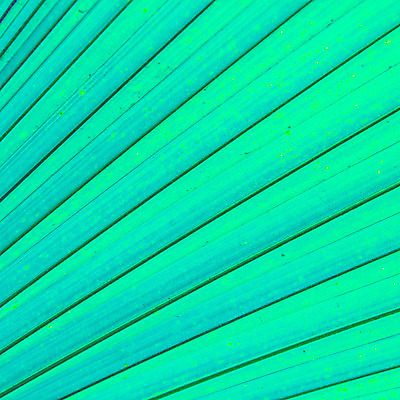 포토 JPG 해외이미지 나무 식물 계절 백그라운드 잎 패턴 자연 벽지 추상 새로움 바나나 건강 손바닥 사람없음 야외 세로 초록색 물 빛 반사 환경 정원 맑음 봄 활발 흰색 신선 숲 큼 묘사 유기농 원예 질감 정맥 내추럴 고립 생태학 엘리먼트 해외202004 해외포토 자연요소 손 웰빙 교육 컬러 컨셉 무늬 과일 날씨 취미 크기 생태계 혈관 파일형식 이미지허브