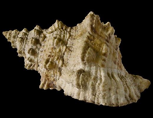 포토 JPG 해외이미지 길 바다 백그라운드 자연 조개 열대 사람없음 갈색 검은색 수중 껍질 흰색 자르기 오브젝트 내추럴 고립 이국적 해외202004 해외포토 컬러 모션 어패류 생태계 파일형식 이미지허브