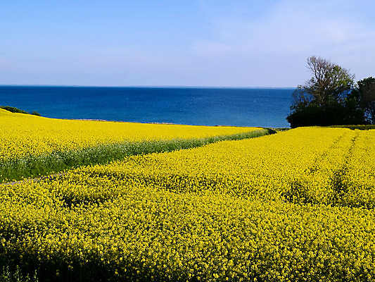포토 JPG 해외이미지 식물 구름 꽃 백그라운드 밭 농업 자연 하늘 풍경 사람없음 야외 초록색 여름 파란색 농작물 햇빛 태양 농장 농경지 노란색 봄 활발 에너지 수확 성장 시골 땅 장면 연료 수평선 해외202004 해외포토 자연요소 계절 산업 컬러 컨셉 생태계 파일형식 이미지허브