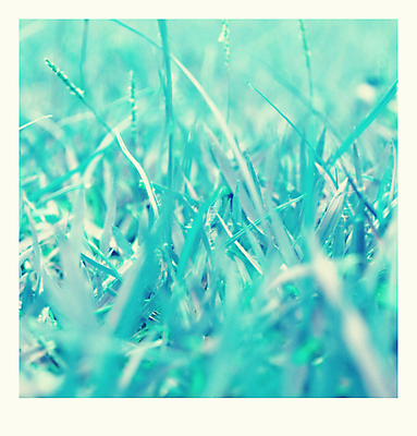 포토 JPG 해외이미지 식물 디자인 계절 백그라운드 잎 크리스마스 겨울 밭 자연 아침 날씨 추상 풍경 잔디 사람없음 야외 파란색 빛 얼음 추위 흰색 눈송이 닫기 숲 시원함 11월 크리스탈 질감 서리 내추럴 해외202004 해외포토 주간 자연요소 기념일 컬러 무늬 농업 모션 눈_날씨 날짜 광석 생태계 파일형식 이미지허브