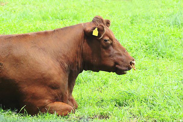 포토 JPG 해외이미지 동물 밭 농업 자연 육류 풍경 사람없음 야외 초록색 농장 농경지 갈색 머리 소고기 시골 소 군중 방목 장면 밭일 해외202004 해외포토 산업 컬러 식재료 포유류 사람 신체부위 축산업 생태계 파일형식 이미지허브