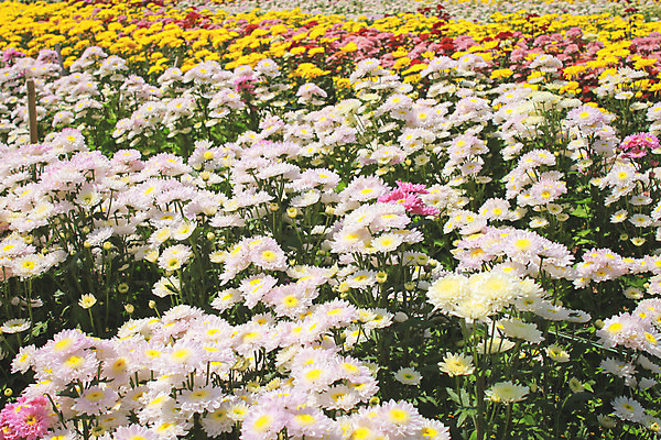포토 JPG 해외이미지 식물 계절 꽃잎 꽃 분홍색 꽃다발 백그라운드 꽃무늬 패턴 자연 벽지 하늘 국화 사람없음 야외 장식 가로 빨간색 머리 정원 활발 벚꽃 가을 신선 우아함 다발 묘사 원예 많음 해외202004 해외포토 컬러 컨셉 무늬 취미 신체부위 생태계 파일형식 이미지허브