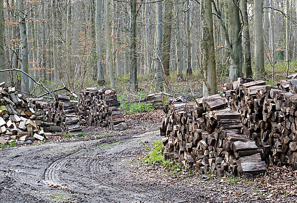 포토 JPG 해외이미지 나무 계절 야생동물 겨울 자연 사람없음 봄 시골 통나무 서식지 경영 삼림지대 선로 해외202004 해외포토 식물 동물 비즈니스 숲 생태계 파일형식 이미지허브