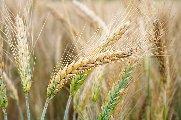 포토 JPG 해외이미지 식물 계절 음식 빵 줄기 밭 농업 재료 자연 건조 건강 옥수수 씨앗 풍경 사람없음 여름 농작물 농장 노란색 수확 성장 가을 시골 황금 아침식사 낟알 시리얼 밀 굽기 보리 귀 장면 스파이크 밀짚 내추럴 밭일 숙성 호밀 세련 비건 해외202004 해외포토 산업 컬러 곡류 신체부위 식사 짚 구이 생태계 채식주의자 파일형식 이미지허브