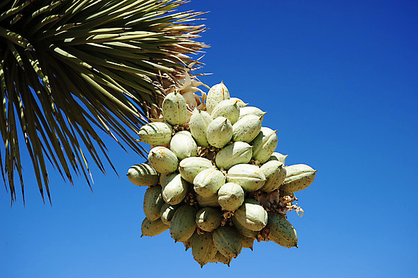 포토 JPG 해외이미지 나무 잎 과일 하늘 사람없음 초록색 파란색 견과류 나뭇가지 해외202004 해외포토 식물 컬러 파일형식 이미지허브