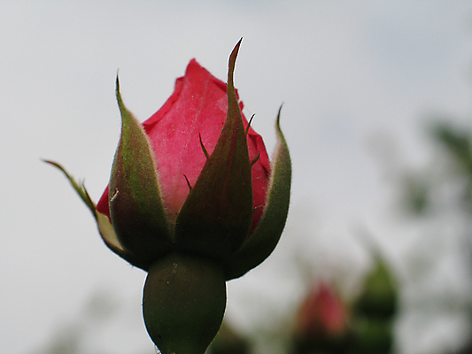 포토 JPG 해외이미지 식물 공원 꽃잎 꽃 선 분홍색 자연 엄마 사람없음 야외 가로 컬러풀 장미 정원 성장 신선 자주색 해외202004 해외포토 공공시설 컬러 가족 생태계 파일형식 이미지허브