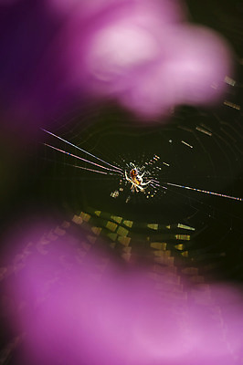 포토 JPG 해외이미지 식물 계절 꽃잎 꽃 분홍색 자연 해바라기 사람없음 여름 정원 보라색 웹 봄 벚꽃 원형 개화 자주색 거미줄 데이지 거미 꽃가루 해외202004 해외포토 도형 컬러 곤충 인터넷 가루 생태계 파일형식 이미지허브