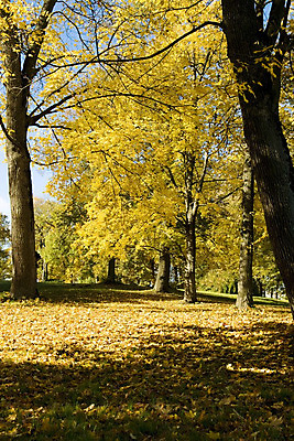 포토 JPG 해외이미지 나무 식물 구름 계절 도로 길 줄기 단풍 잎 밭 오렌지 자연 하늘 날씨 그림자 사람없음 야외 목재 빨간색 초록색 물 파란색 컬러풀 태양 반사 노란색 하이킹 가을 나뭇가지 시골 변화 황금 고독 은색 숲 공상 자작나무 땅바닥 해외202004 해외포토 자연요소 감정 컬러 컨셉 농업 과일 재료 교통시설 레저 바닥 생태계 파일형식 이미지허브