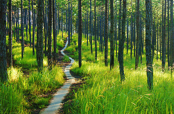 포토 JPG 해외이미지 나무 계절 공원 길 여행 백그라운드 자국 자연 아침 풍경 사람없음 야외 목재 초록색 여름 빛 햇빛 태양 환경 맑음 화목 놀람 봄 나뭇가지 시골 신선 소나무 그룹 정상 숲 만족 상승 베트남 장면 내추럴 삼림지대 해외202004 해외포토 주간 자연요소 식물 공공시설 감정 컬러 컨셉 재료 날씨 표정 동남아시아 생태계 파일형식 이미지허브